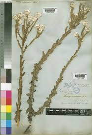 Image result for Helichrysum adenocarpum