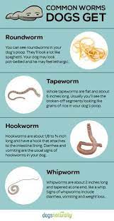 Everyday Foods To Get Rid Of Dog Worms Worms In Dogs Dog Care Tips Healthy Dog Food Recipes