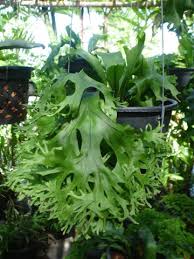 Image result for Microsorum punctatum