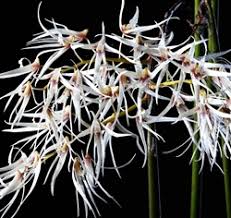 Image result for Oeceoclades decaryana