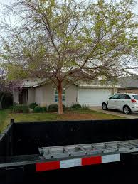 Trimming the chinese elm 7/29/15. Chinese Elm Never Been Trimmed It Was A Nightmare Tree Service Bakersfield