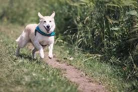 Chien Qui Aboie Tout Le Temps Que Faire Pour Que Cela Cesse Chien Dresser Un Chien Chien De Compagnie