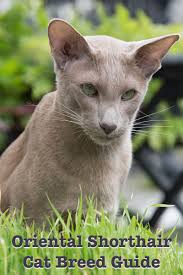 This is a short list of different breeds you may find on our website for sale: Oriental Shorthair Cat The Happy Cat Site