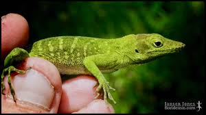 Image result for Anagallis gracilipes