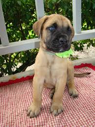 Bullmastiff puppies for sale with great conformation and bloodlines. Boggy Creek Bullmastiffs Puppy Hall Of Fame Boggy Creek Bullmastiffs Bullmastiff Puppies For Sale