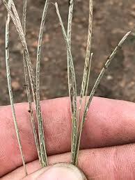 Image result for Microchloa afra