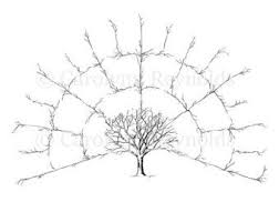 blank 4 generation family tree fan chart digital file only