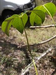 Image result for Cladostemon kirkii