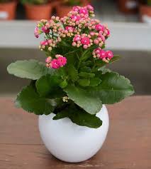 Kalanchoe Blossfeldiana Kalanchoe Blossfeldiana Succulents Indoor Planting Succulents