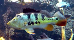 Peacock bass (cichla ocellaris), wikipedia. Image Cichla Ocellaris Peacock Cichlid Biolib Cz