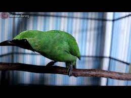 Suara Burung Cucak Ijo Ini Ampuh Bikin Cucak Ijo Apapun Ikut Bunyi Panci Bikins Places To Visit Animals