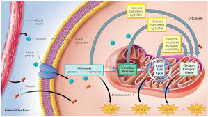 Bioflix Activity Gas Exchange Oxygen Transport Ch9 Cellular Respiration Mr Dodd Waldwick High School