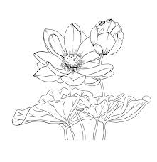 Lotus Vector Drawing Tattoo In 2020 Lotus Flower Drawing Lilies Drawing Floral Drawing