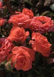 We did not find results for: 32 Miniature Roses Ideas Rose Flowers Plants