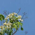 Image result for Cladostemon kirkii