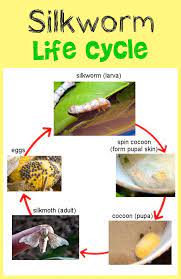 Check spelling or type a new query. Silkworm And Silkmoth Life Cycle Stem Life Cycles Insect Life Cycle Silkworm Life Cycle