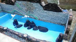 Kelebihan yang paling menonjol dari cat no drop 100 adalah komponennya yang tidak mengandung racun sehingga sangat cocok untuk digunakan pada kolam ikan hias. Warna Cat Kolam Ikan Hias