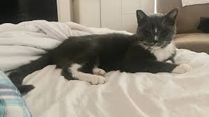 That's 5.5 million a if worried, take a picture & post on craigslist or neighbor newsletter. Virginia Lost And Found Cats Home Facebook