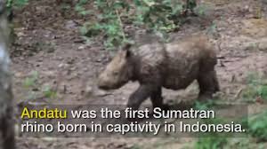 Sila klik video di bawah untuk. Wildlife Awareness Badak Sumbu Sumatera Facebook