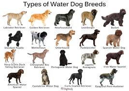 Spanish Water Dog: Characteristics, Care & Photos | Bechewy