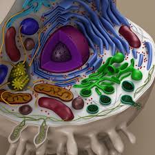 Cell Animal 3d Model Animal Cell Project 3d Animal Cell Model Animal Cell