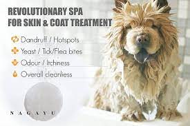 Welcome to holistic pet mentor! Mountain View Animal Hospital And Holistic Pet Care Announces The Addition Of Nagayu Co2 Skin Therapy Treatments To Grooming Mountain View Animal Hospital Holistic Pet Care