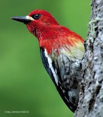 Red Bellied Sapsucker Whidbey Island Wa Nature Birds Bird Species Birds