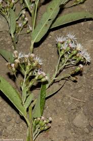 Image result for Vernonanthura polyanthes