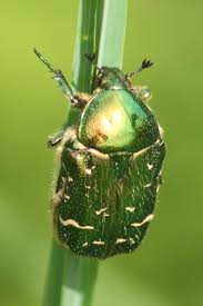 Cetonia Aurata Rose Chafer Beetle Beetle Nature Photo