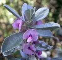 Image result for Podalyria calyptrata