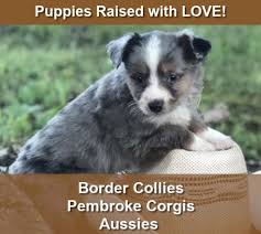 Adopt border collie dogs in missouri. Home Shallow Creek Farms