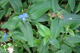 Image result for Commelina latifolia