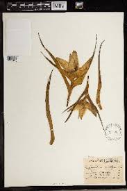 Image result for Camptorrhiza strumosa