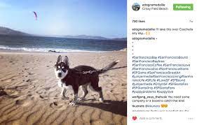 How To Make Your Dog Instagram Famous In 10 Weeks Or Less