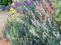 Install the layout first, with edgings and pathways in place; Beautiful Herb Garden Designs Sunset Magazine