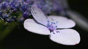 Lavender Flower Petals Background Lavender Flowers Free Pc Wallpaper Petals