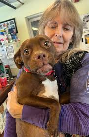 Photos of dogs and their friends wanted