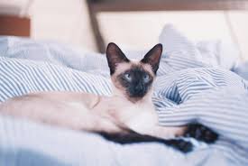 Quite the contrary as it could take months to get him to start using the litter box again. 10 Reasons Why Cats Poop Outside The Litter Box Pethelpful