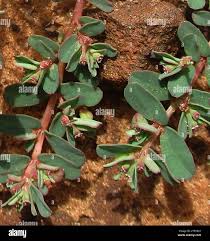 Image result for Euphorbia inaequilatera