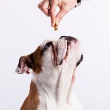 The main criticism of homemade foods is that it's very awkward to make food at home that will target all. If Your Dog Is Diabetic And You Need To Know What To Feed Him Then The Following Article Will Provide You With A Compr Diabetic Dog Diabetic Dog Food Dog Care