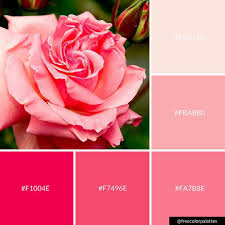 Pink Rose Flower Springtime Color Palette Inspiration Digital Art Palette And Brand Color Palette Color Palette Pink Color Swatch Pink Color Palette