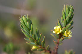 Image result for Clutia hirsuta