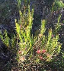 Image result for Hermbstaedtia odorata