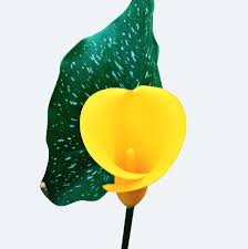 Image result for Zantedeschia albomaculata