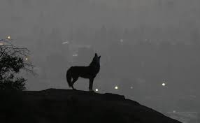 Keep small pets (cats, small dogs and other pets) indoors from dusk until dawn. Mutilated Cats In Valley Trigger Alarm Animal Cruelty Santeria Or Coyotes