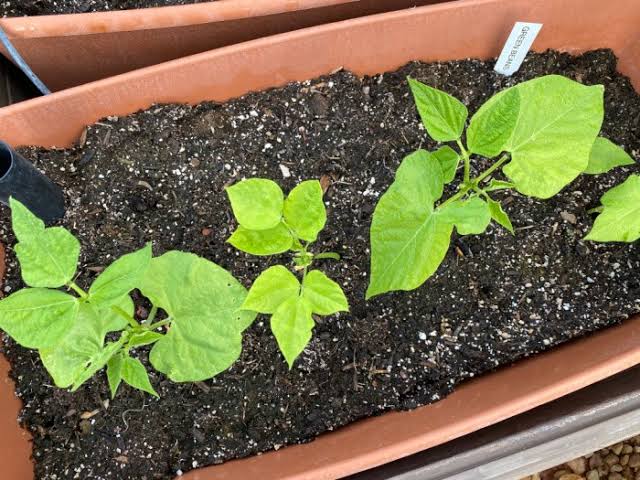 Array of vegetables grown in sacks and containers