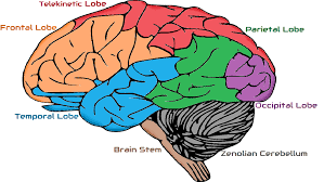 Zenolian Brain Zenology Wiki Fandom Powered By Wikia