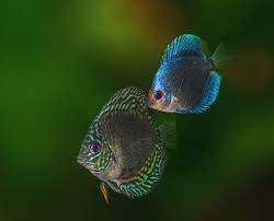 Overnight shipping on all orders. Discus Blue Diamond And Brilliant Turquoise Fish Pet Fish Tank Blue Diamond
