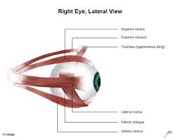Muscles Of Eye Ophthalmology Medbullets Step 2 3