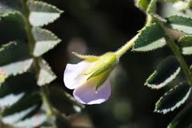 Image result for Cicer arietinum